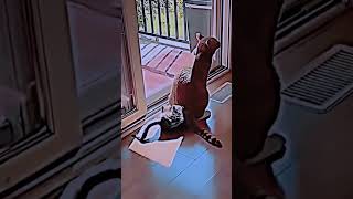 What shamelessness 😀😀douyin funnyvideo cat [upl. by Erdrich203]