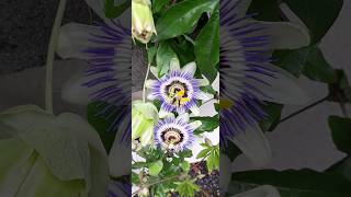 Passiflora caeruleaстрастоцвет голубойпассифлораshorts [upl. by Suchta]