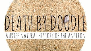 Death by Doodle A Brief Natural History of the Antlion [upl. by Erek]