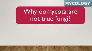 Why Oomycota are not true fungi │Fungi in seven kingdom classification │Stramenopila │Protista [upl. by Debee]