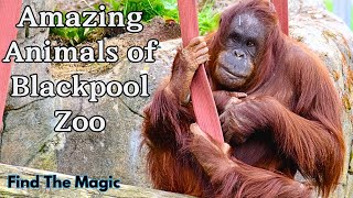 Meet The Incredible Animals Of Blackpool Zoo [upl. by Alexine]