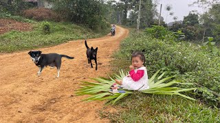 Village life happy grandparents and baby harvesting Diplazium esculentum vegetable [upl. by Ybot]