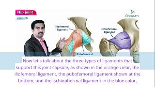 ligament supporting Hip Joint [upl. by Sim]