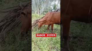 SAPI BETINA BABON SUPER shorts sapi srontscahangon [upl. by Nickerson]