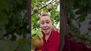 Amazing PEAR tree that can survive 13F 25C fruittrees pear homegrown gardeningforbeginners [upl. by Gabriellia495]