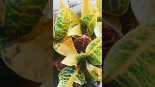 Yellow petra croton plant collection madhanursery indoorplantnursery rosenursery trendingshorts [upl. by Profant876]