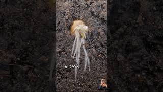 Planting  Tiger Nut Growing Underground gardening plants [upl. by Anaed]