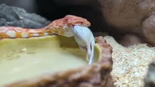 Squiggle The Gentle Corn Snake Read Description [upl. by Zosema]