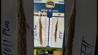 Syngenta paddy seed S 1011 plus hybrids  140145 days ki dhan Best hybrid paddy youtubeshorts [upl. by Anuala854]