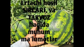 ERTACHI HOSIL SIRLARI VA TARVUZ HAQIDA BARCHA UCHUN MUHIM MAʼLUMOTLAR [upl. by Enelyaj]