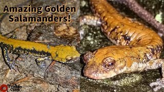 Amazing Golden Salamanders Herping Pigeon Mountain [upl. by Toft]