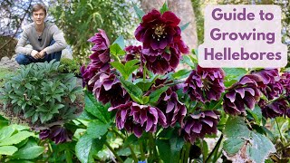 Hellebores  Complete Growing Guide  Best Evergreen Shade Perennial [upl. by Acisej]