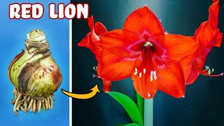 Growing Red Amaryllis Flower Time Lapse  Bulb to Blossom 48 Days [upl. by Jared]