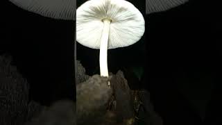 Pluteus inquilinus fungi nature [upl. by Bryan]