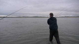 Stiped Bass fishing Crane Beach Ipswich MA fish blitzing  feeding on sand eels on flats [upl. by Sillad205]