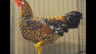 Chicken and Bantam Chicken at the National Show in Dortmund Germany [upl. by Engapmahc]