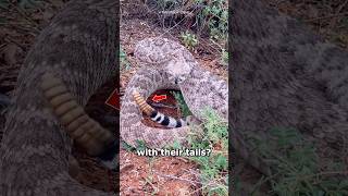 How do Rattlesnake Rattles Make Sound 🐍🤔 [upl. by Rothschild969]