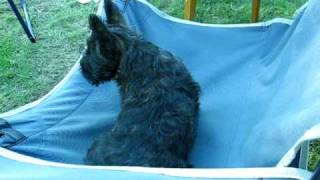 Funny Cairn Terrier puppy [upl. by Ntsuj]