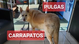 COMO ELIMINAR PULGAS E CARRAPATOS Thalita Portugal Veterinária está ao vivo [upl. by Ackerman]