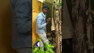 വീടിന് മുന്നിൽ അപകടകാരിയായ അണലി vavasuresh snakemaster [upl. by Leinad]