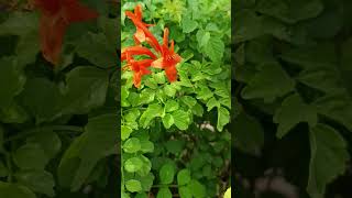 Tecomaria capensis is a species of flowering plant belongs to the Family Bignoniaceae [upl. by Portugal]