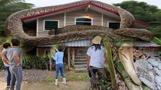 HACIENDA SA SANPABLO LAGUNA PINAMAHAYAN NG MGA AHAScobraprince cobraking [upl. by Ayeka]