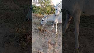 Donkey ytshorts ghadha shortsfeed viarlvideo [upl. by Noirb]