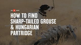 How To Find Sharptailed Grouse amp Hungarian Partridge [upl. by Barnie]