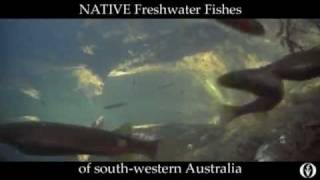 Film 1 Native Freshwater Fishes of South  Western Australia [upl. by Jo-Anne577]