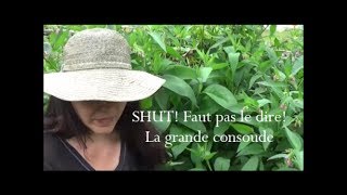 La grande consoude  CHUT FAUT PAS LE DIRE [upl. by Antipus]