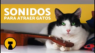 7 SONIDOS que ATRAEN a los GATOS 🔊🐈 Sonidos para que Tu Gato Venga [upl. by Htnamas]