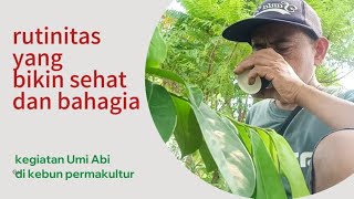 rutinitas umi Abi di kebun permakultur [upl. by Madella]