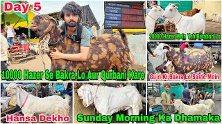 Deonar Bakra Mandi Day 5 Latest Update 9 June 2024  10000 Hazer Se Bakra Lo Aur Qurbani Karo [upl. by Erodisi378]