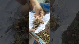 preparation soil sowing seeds lovegardening loveplanting [upl. by Gran]