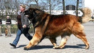 Giant dogs of the world part 3 [upl. by Farnham]