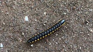 Bikin Merinding Ulat kaki seribu luwing harpaphe haydeniana millipede [upl. by Leuas]