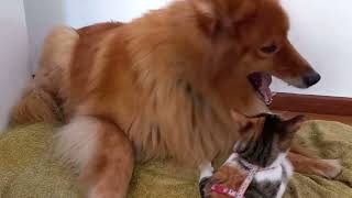 Furry Friends Dogs And Cats Living In Harmony pets cat animallover [upl. by Nur]