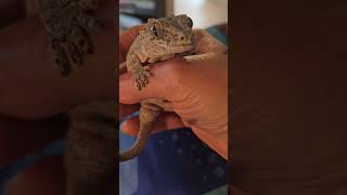 Our gargoyle gecko 🥰 gargoyles gecko reptiles [upl. by Ylrehs270]