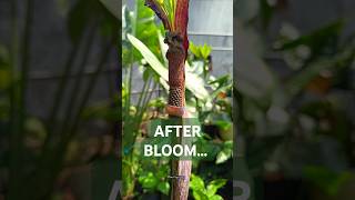 Amorphophallus spectabilis after bloomingamorphophallus garden nature bloom plantvanjava reels [upl. by Moyra]