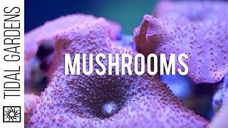 Mushroom Corals [upl. by Assenal]