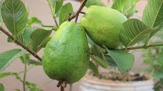 Growing Guava in a Container Terrace Garden [upl. by Ynehteb]