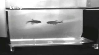 典型的なオスのゼブラフィッシュによる闘い  The typical sequence of a male zebrafish fight [upl. by Nnyleahs]