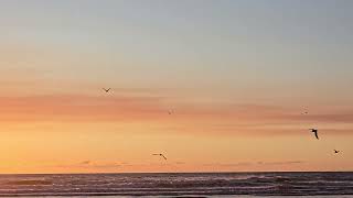 Gulls at sunset 102224 [upl. by Belldas]