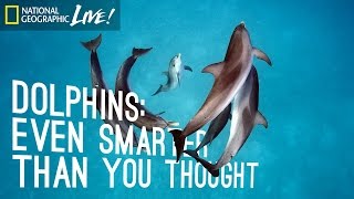 Dolphins Even Smarter Than You Thought  Nat Geo Live [upl. by Oiralednac]