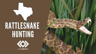 Catching Rattlesnakes in Texas [upl. by Elyse]