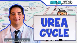 Metabolism  Urea Cycle [upl. by Demitria]