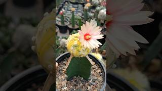 Beautiful Astrophytum Asterius Variegated bloom ❤️❤️ [upl. by Ellatsyrc]