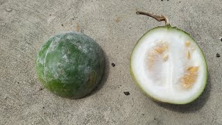 Raw Wax gourd  Winter melon Benincasa hispida tastes like cucumber [upl. by Lidstone701]