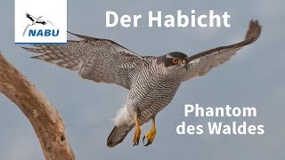 Der Habicht Vogel des Jahres 2015 [upl. by Nyrat]