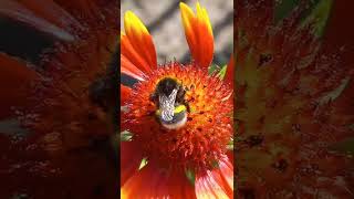 Bumblebee Bombus terrestris on Flowers Bumblebees Love Ukraine Kyiv Ukraine 18July2022 [upl. by Ebocaj]